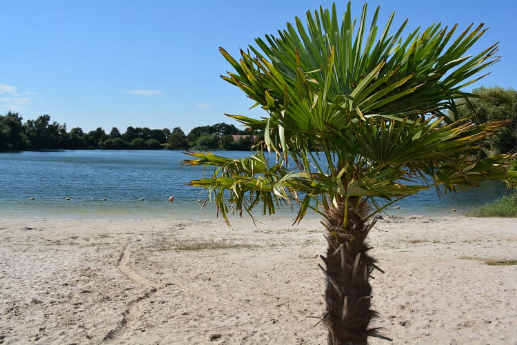 Bild von Großheide