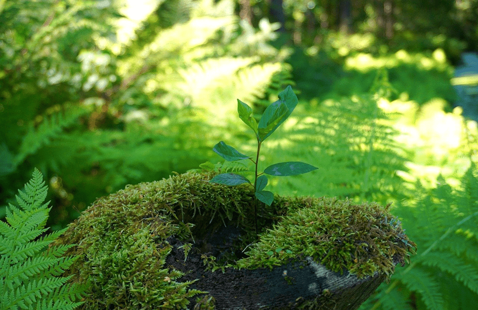 Eine junge Pflanze in einem Wald