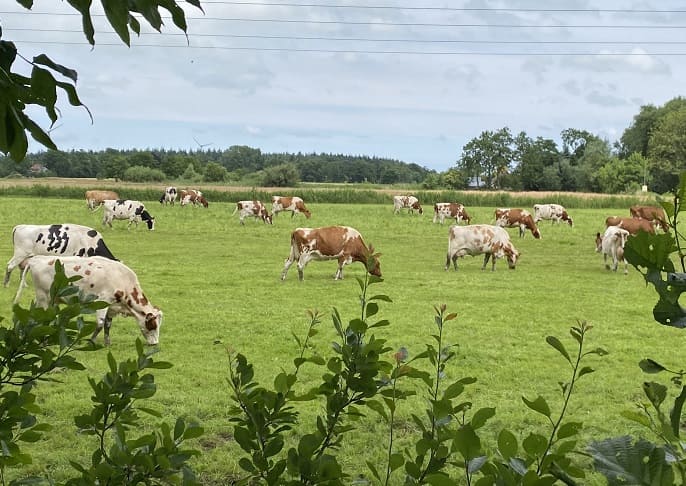 Kühe auf einer Wiese