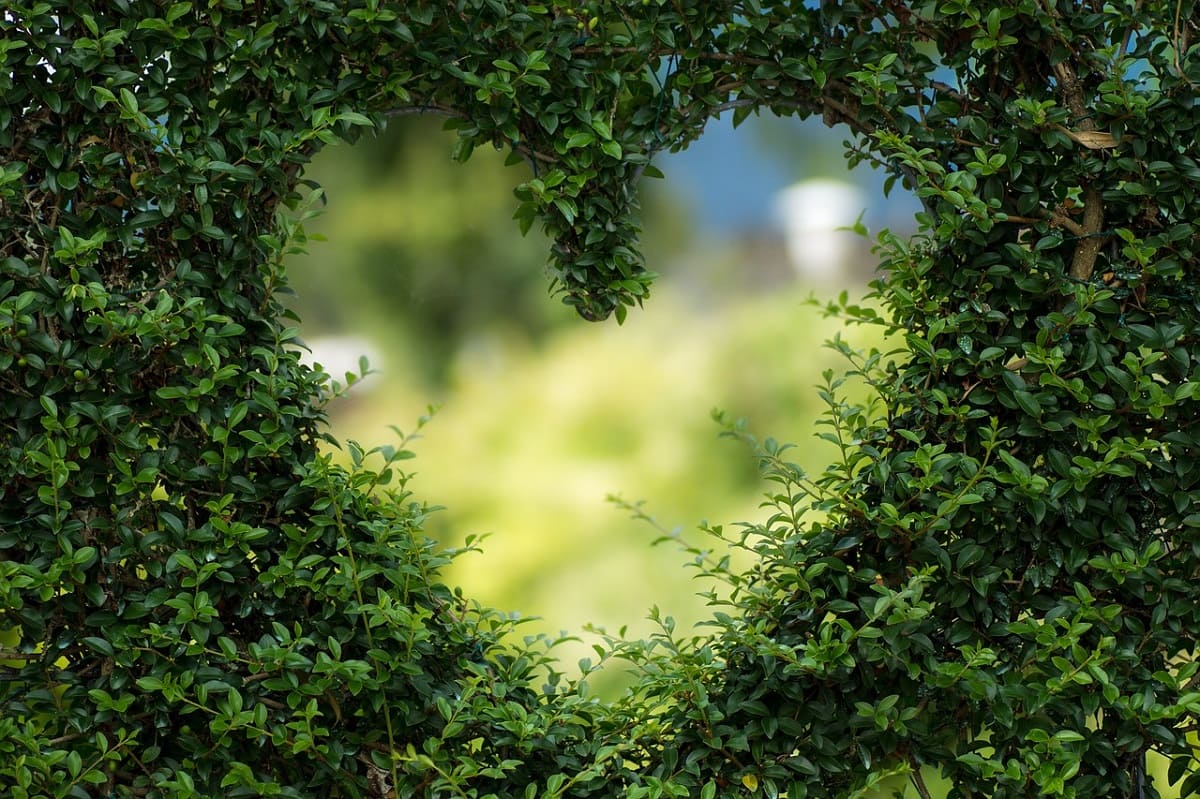 Eine Hecke, in die ein Herz geschnitten ist