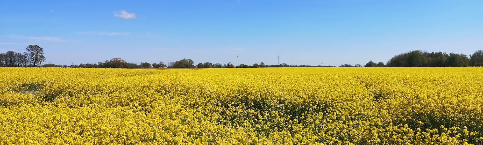 Blühendes gelbes Rapsfeld und blauer Himmel