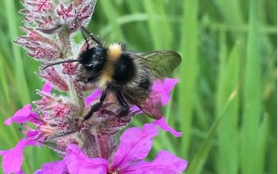 Eine Biene sitzt auf einer lilafarbenen Blume