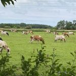 Landwirtschaft