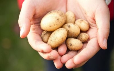 Eine Hand, in der mehrere kleine Kartoffeln liegen